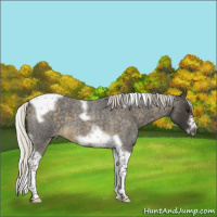 Horse Color:Silver Buckskin Roan Splash Tobiano Frame 