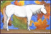 Horse Color:Gray White Spotted Perlino Roan Dun Splash Appaloosa 