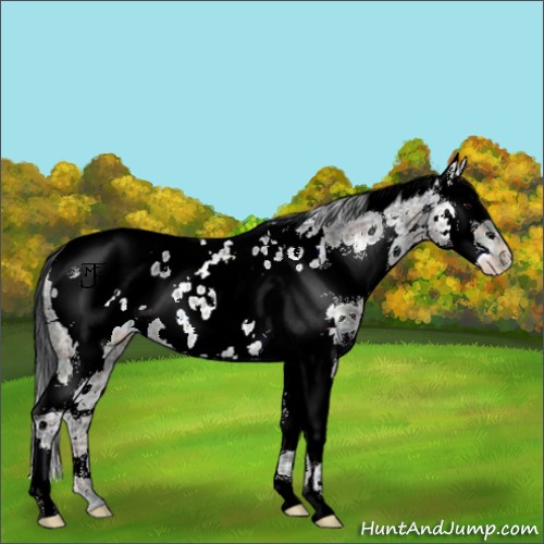 Horse Color:Plaid  White Spotted Brown Ice Splash Appaloosa 