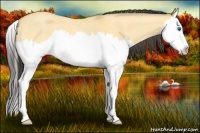 Horse Color:Buckskin Roan Dun Splash 