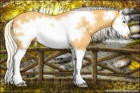 Horse Color:Palomino Splash Frame 