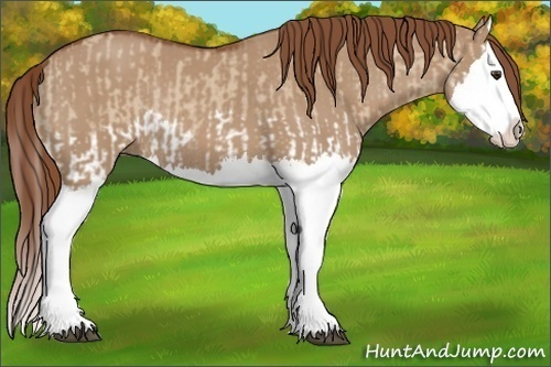 Horse Color:Red Dun Splash  and Red Dun Splash Rabicano 
