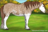 Horse Color:Red Dun Splash  and Red Dun Splash Rabicano 