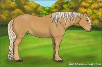 Horse Color:Palomino 