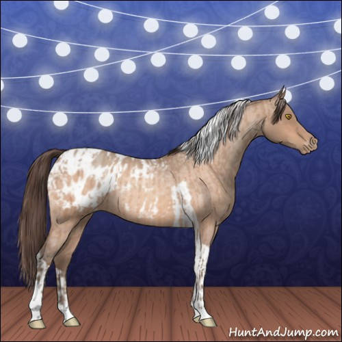 Horse Color:Amber Champagne Sabino Tobiano Appaloosa  and Amber Champagne Roan Tobiano Appaloosa 