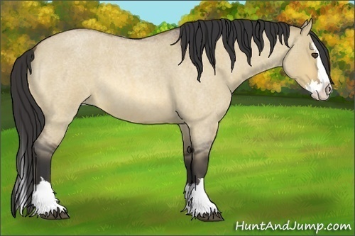 Horse Color:Buckskin Roan Dun Splash 