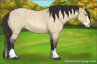 Horse Color:Buckskin Roan Dun Splash