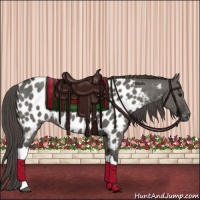 Horse Color:Grullo Appaloosa 