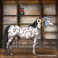 Horse Color:Brown Tobiano Near Leopard 