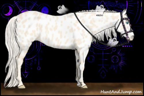 Horse Color:Cremello Appaloosa 