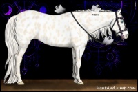Horse Color:Cremello Appaloosa 
