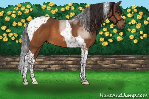 Horse Color:Buckskin Tobiano