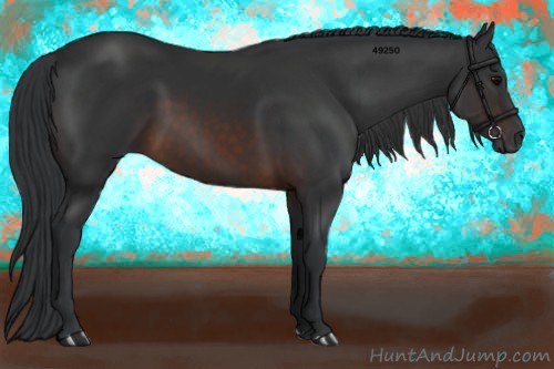 Horse Color:Brown Tobiano 