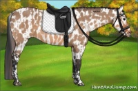 Horse Color:Brown Dun  and Brown Dun Appaloosa 