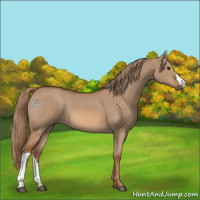 Horse Color:Red Dun 