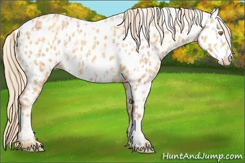 Horse Color:Gold Champagne Near Leopard  and Gold Cream Champagne Near Leopard 