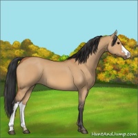 Horse Color:Bay Dun 