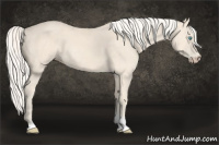 Horse Color:Cremello Tobiano 