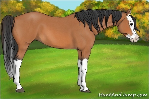 Horse Color:Bay Roan Splash
