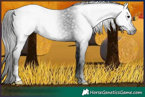 Horse Color:Gray Brown 