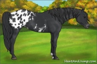 Horse Color:Black Appaloosa 