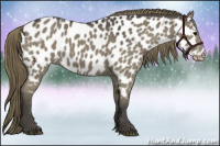 Horse Color:Smoky Black Near Leopard 