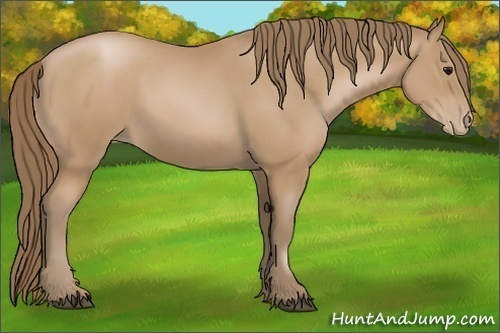 Horse Color:Black Pearl 