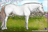 Horse Color:Chestnut Tobiano Appaloosa