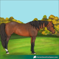 Horse Color:Bay 