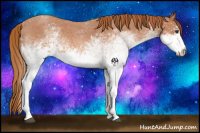 Horse Color:White Spotted Red Roan 