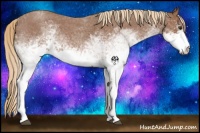 Horse Color:White Spotted Red Roan 