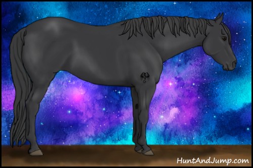 Horse Color:Black 