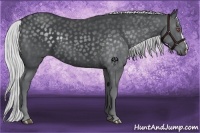 Horse Color:Silver Black Chinchilla 