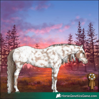 Horse Color:Blue Roan Pearl Appaloosa 