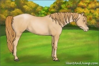 Horse Color:Chestnut Pearl 