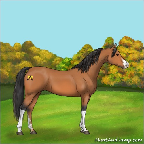 Horse Color:Bay 