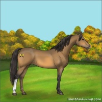 Horse Color:Buckskin 