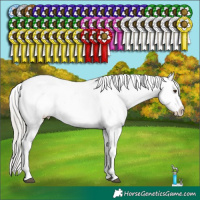 Horse Color:Liver Chestnut Mushroom Appaloosa 