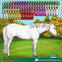 Horse Color:Liver Chestnut Mushroom Appaloosa 