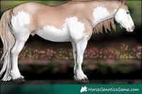 Horse Color:Liver Chestnut Pearl Splash 