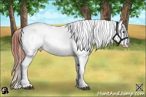 Horse Color:Bay Roan Dun Blanket Rabicano 