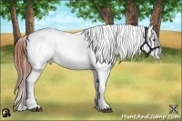 Horse Color:Bay Roan Dun Blanket Rabicano