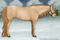 Horse Color:Chestnut Pearl