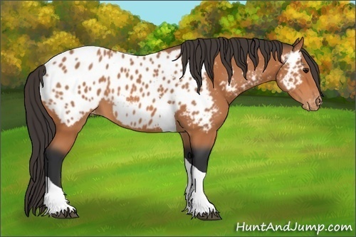 Horse Color:Bay Tobiano Near Leopard 