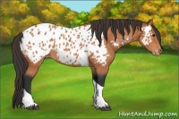 Horse Color:Bay Tobiano Near Leopard 