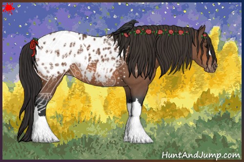Horse Color:Bay Roan Appaloosa 