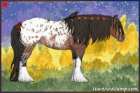 Horse Color:Bay Roan Appaloosa 