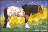 Horse Color:Bay Roan Appaloosa