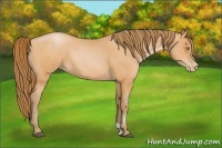 Horse Color:Bay Pearl
