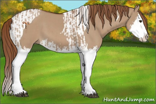 Horse Color:Red Dun Splash  and Red Dun Splash Tobiano 